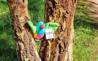 Unsere „Kolibris von Trost“ sind nun geschlüpft
